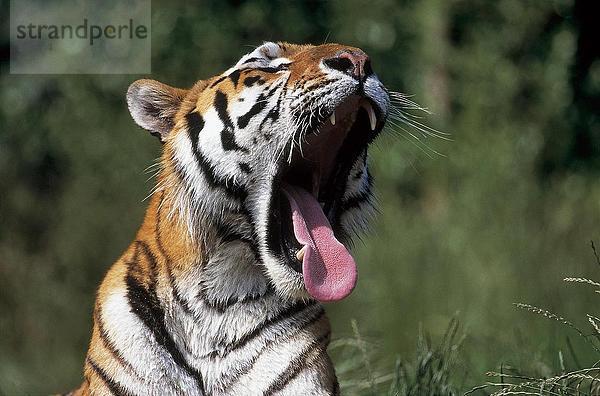 Nahaufnahme-Tiger (Panthera Tigris) Gähnen