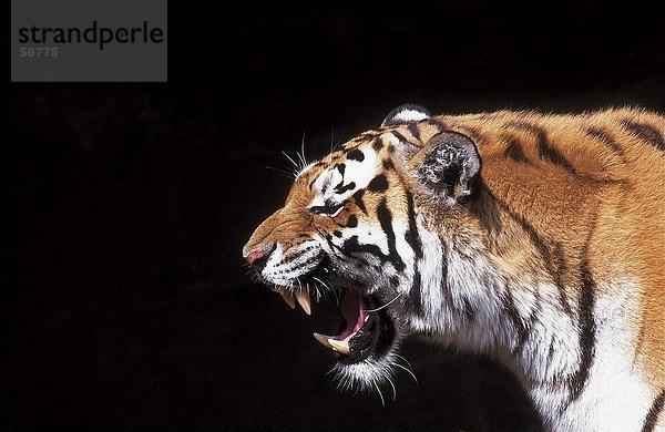 Nahaufnahme-Tiger (Panthera Tigris) mit einem wütenden Knurren