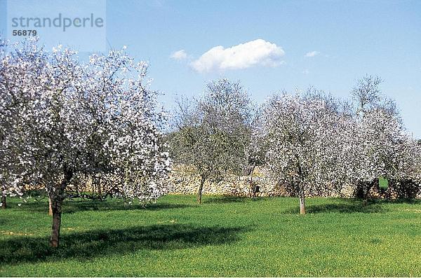 Baum Landschaft