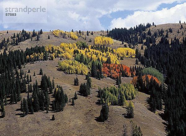 Bäume auf eine Landschaft bei bewölktem Himmel  Rocky Mountain National Park  Colorado  USA