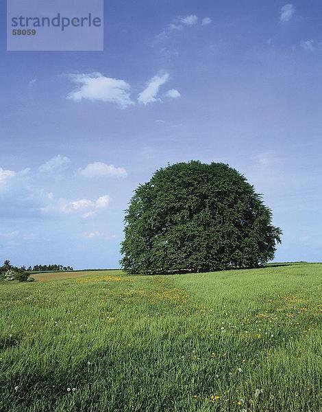 Laubbäume auf einer ländlichen Umgebung