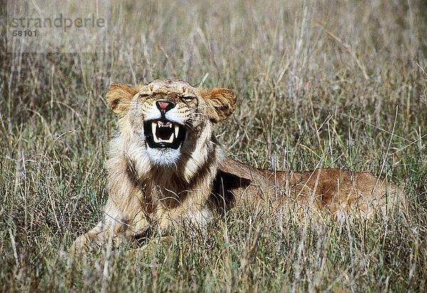 Lion Ausruhen im Feld  Kenia