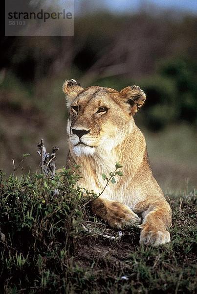 Nahaufnahme der Löwin  Kenia  Afrika