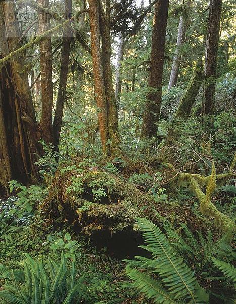 Bäume im Wald  West Coast Trail  Vancouver Island  British Columbia  Kanada