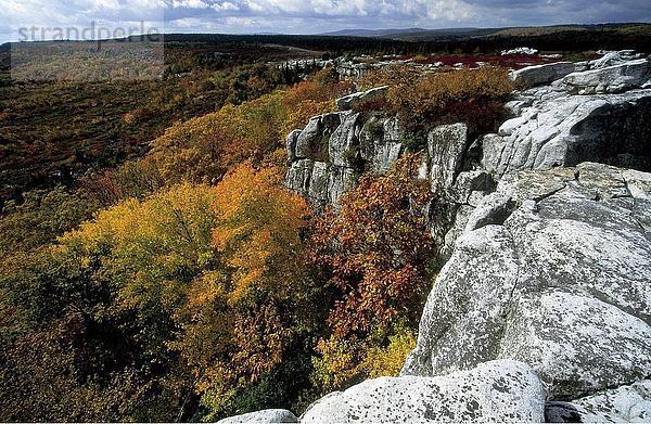 Herbstliche Bäume im Wald  Dolly Sods Wildnis  West Virginia  USA