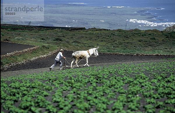 Bauern Pflügen ein Feld mit einem Esel  Lanzarote  Kanaren  Spanien