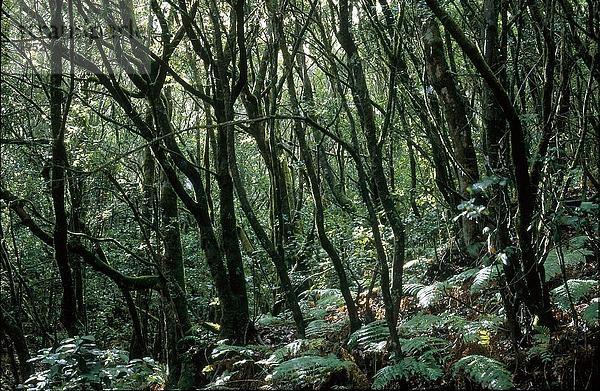 Bäume im Wald  Garajonay Nationalpark  La Gomera  Kanaren  Spanien Garajonay Nationalpark