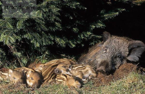 Wildschwein (Sus Scrofa) schlafen mit kleinen im Wald