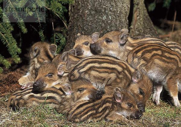 Ferkel mit Wildschwein (Sus Scrofa) schlafen im Wald