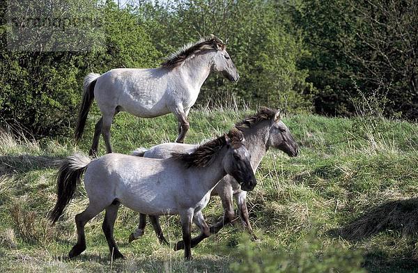 Drei Przewalski-Pferde (Equus Caballus Przewalskii) Wandern im Feld