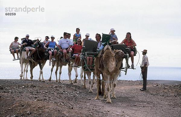 Touristen reisen auf Kamelen in der Wüste  La Lajita Oasis Park  Fuerteventura  Kanaren  Spanien