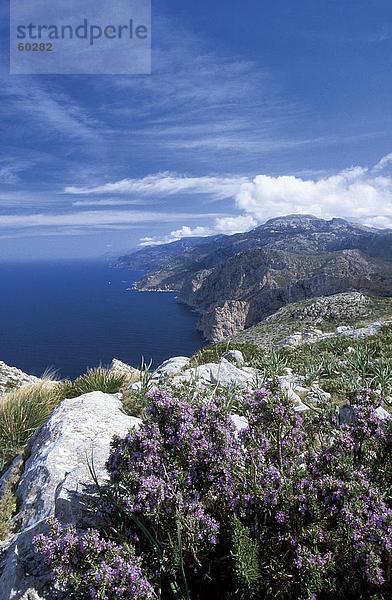 hoch oben nahe Blume Küste blühen Balearen Balearische Inseln Spanien