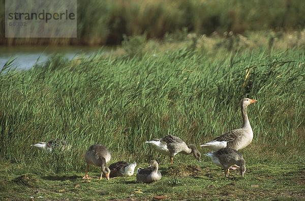 Herde von Grey Goose (Anser Anser) im Feld