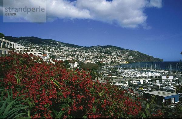 Blumen blühen in einer Stadt an einer Küste im Hintergrund  Madeira Funchal  Madeira  Portugal