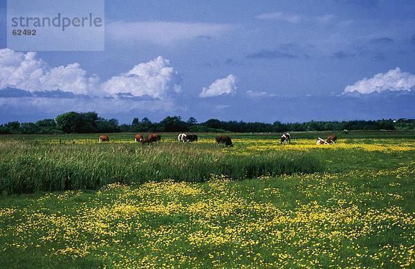 Cattle Weiden Wiese  Sylt  Schleswig-Holstein  Deutschland  Europa