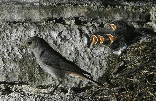 Nahaufnahme-Waldsänger (Phoenicurus Phoenicurus) mit seiner Küken im nest