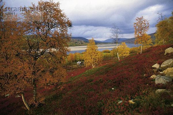 Bäume in Berggebieten  Lappland  Finnland  Europa