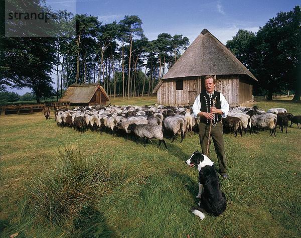 Hirt mit Hund und Schafe in Feld  Lüneburg Heath  Lüneburg
