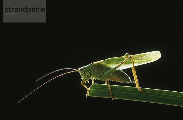 Nahaufnahme der Grasshopper am Blatt