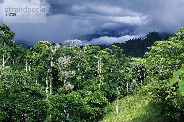 Bäume im Wald unter bewölkten Himmel  Costa Rica