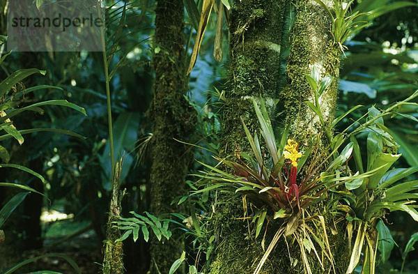 Nahaufnahme Blume blüht auf Baum im Wald  Costa Rica