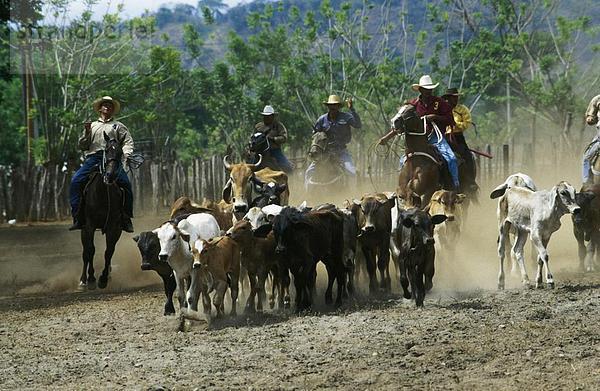Cowboys auf Horsebacks hüten Vieh  Panama