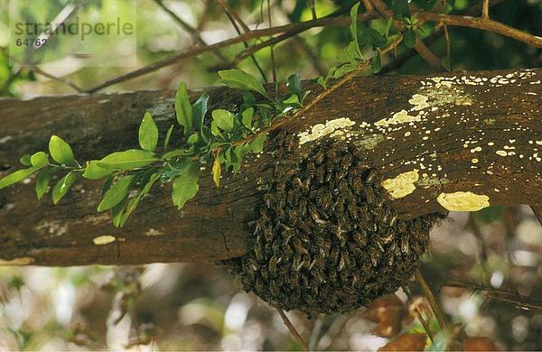 Gruppe von Wespen in sein Nest auf Baum  Costa Rica