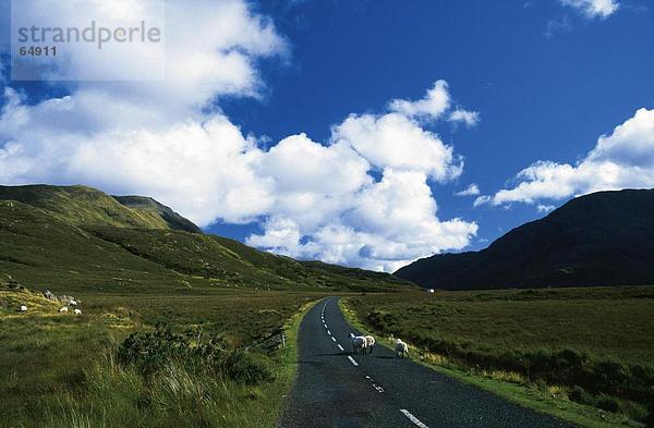 Erhöhte Ansicht von Schafen auf Mountain Road  County Mayo  Irland