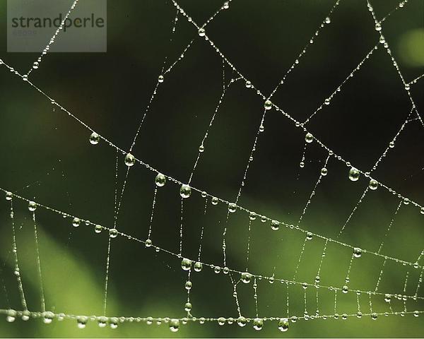 Tau Tropfen Spider Web