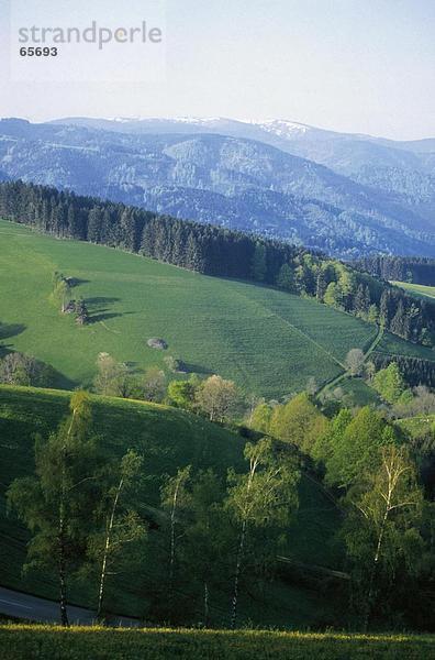 Erhöhte Ansicht des Waldes am Berg  Feldburg  Schwarzwald  Baden-Württemberg  Deutschland