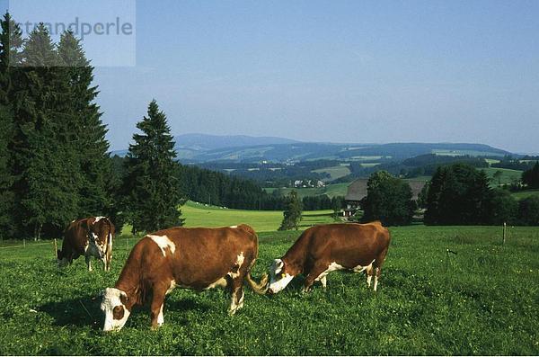 Kühe weiden Wiese  Schwarzwald  Baden-Württemberg  Deutschland