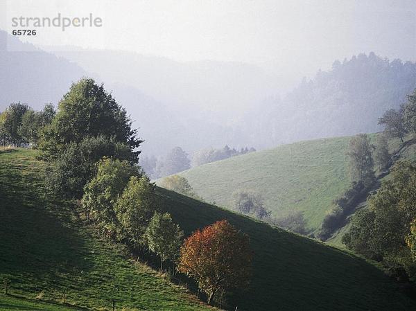 Bäume auf Hügeln  Schwarzwald  Deutschland