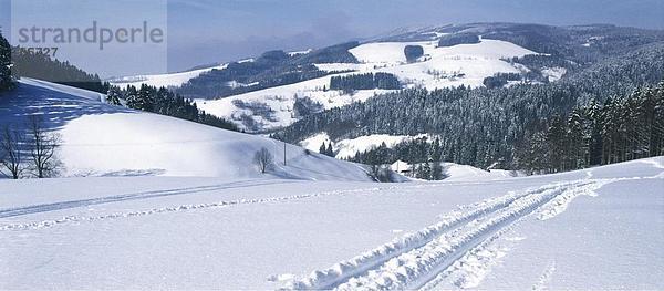 Loipen auf einer verschneiten Landschaft  Schwarzwald  Deutschland