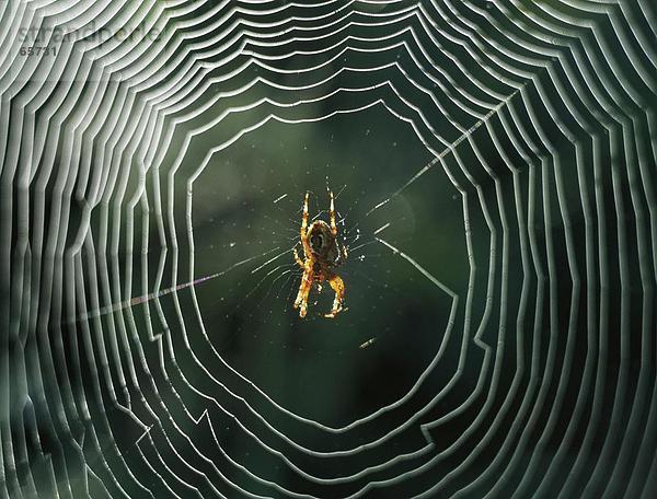 Nahaufnahme der Spider in seiner web