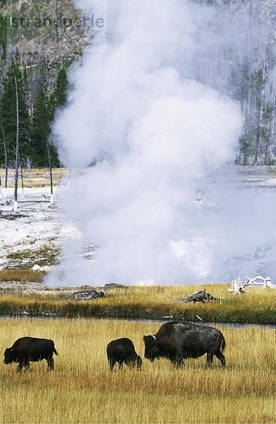 Drei amerikanische Bisons (Bison Bison) Weiden abgelegt  Yellowstone National Park  Wyoming  USA