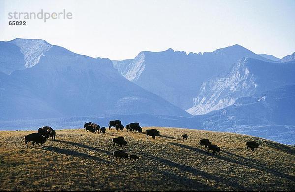 Herde von amerikanischer Bison (Bison Bison) Weiden Feld  Yellowstone National Park  Wyoming  USA