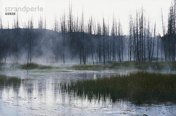 Besinnung bewölkung und Bäume in See  Yellowstone Lake  Yellowstone National Park  Wyoming  USA