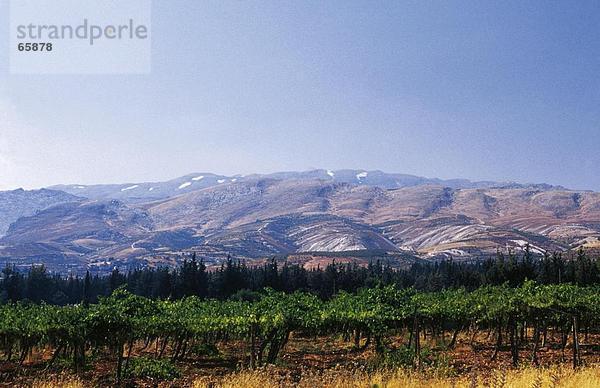 Bäume auf Landschaft  Bekaa-Ebene im Libanon