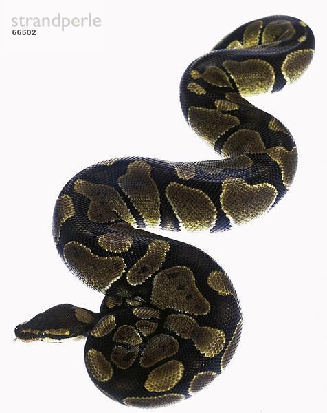 Nahaufnahme des Royal Python (Python Regius) auf weißem Hintergrund