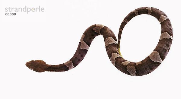 Nahaufnahme Copperhead (Agkistrodon Kupferkopf) Schlange auf weißem Hintergrund