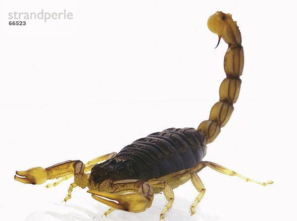Nahaufnahme des Fett-tailed Skorpions auf weißem Hintergrund