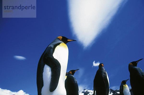 Untersicht Gruppe von King Pinguinen (Aptenodytes Patagonicus) an der K??ste  Antarktis
