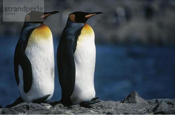 Zwei King Pinguinen (Aptenodytes Patagonicus) auf rock