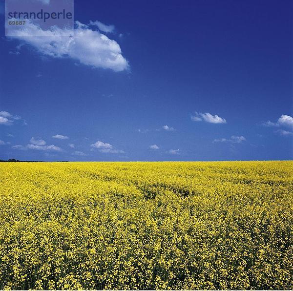 Panoramablick auf Senf Feld  Bayern  Deutschland