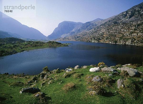 Schafe sitzen am Rand des Wassers  Gap Of Dunloe  Eire Halbinsel  Ring Of Kerry  County Kerry  Münster  Irland