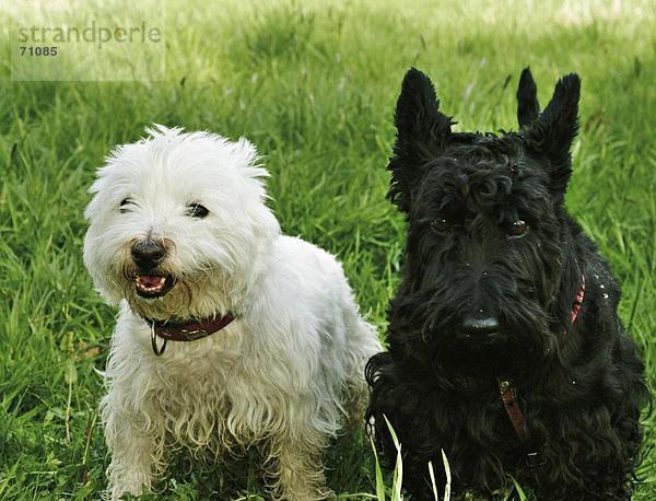 Zwei Scottish Terrier Hunde sitzen im Feld