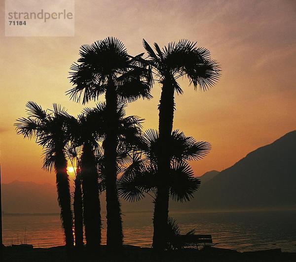 10021507  Lago Maggiore  See  Landschaft  Meer  Palmen  Schweiz  Europa  Silhouetten  Sonnenuntergang  Ticino