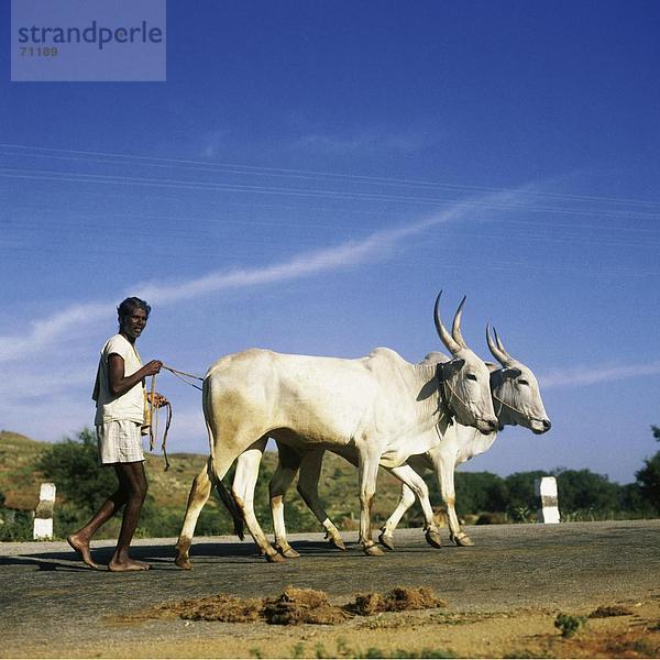 10024375  Indien  Asien  Landarbeiter  ländliche Straße  Straße  Landwirtschaft  Ox  Tiere  Tiere