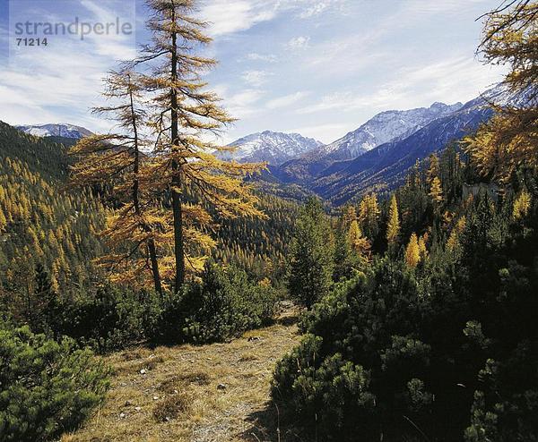 10031904  Landschaften  Landschaft  Engadin  Graubünden  Graubünden  Nadelwald  Nationalpark  Schweiz  Europa