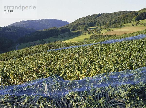 10031997  Basel  Basel  Land  Landschaft  Herbst Landschaft  Maisprach  Rebberg  Schweiz  Europa  Wein  Herbst